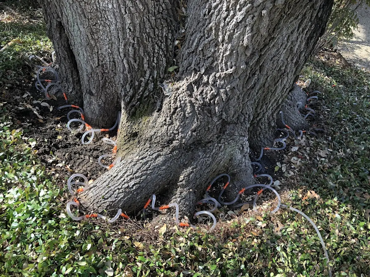 Detailed Tree Cabling and Bracing job site in Rushford