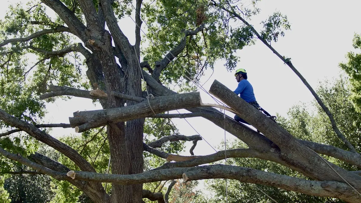 Professional Crown Thinning performed by certified arborists in Rushford